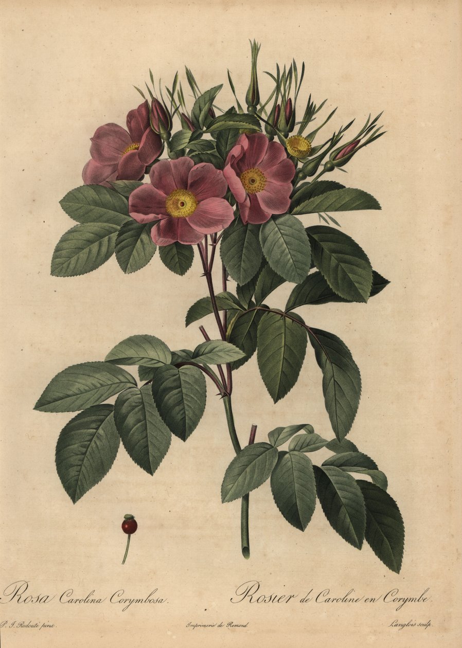 Lila Carolinaros eller betesros, Rosa carolina corymbosa av Pierre Joseph Redouté