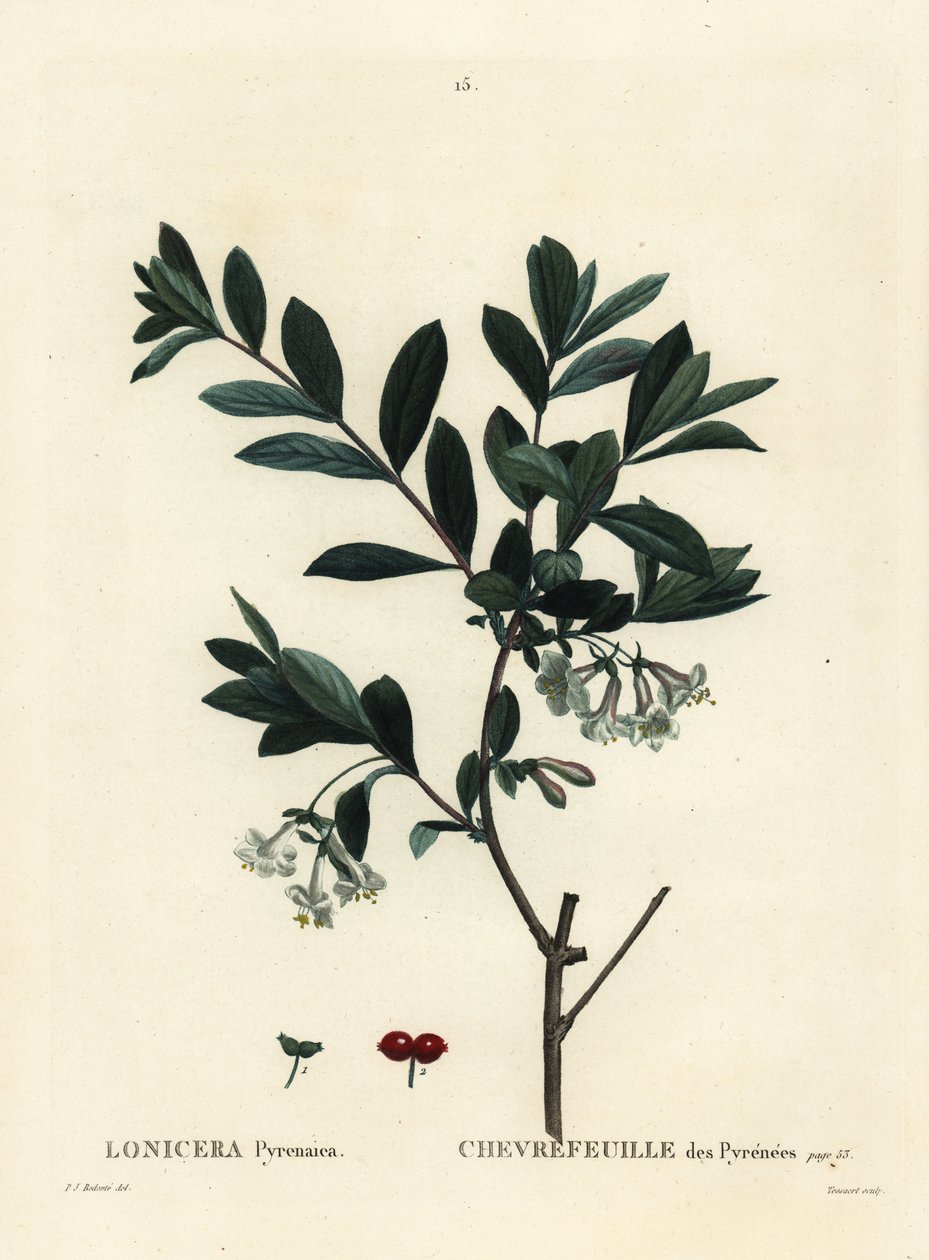 Pyrenéerna kaprifol, Lonicera pyrenaica. Handkolorerad stipplegravyr av Tessaert efter en illustration av Pierre-Joseph Redoute från Henri Louis Duhamel du Moncels Treat des Trees et Shrustes, Paris av Pierre Joseph Redouté