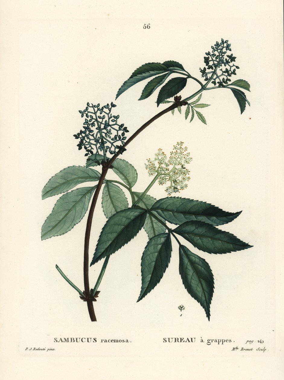 Röd fläder eller rödbärsfläder, Sambucus racemosa. Handfärgad stipplegravyr av Miss Brenet efter en illustration av Pierre-Joseph Redoute från Henri Louis Duhamel du Moncels Treat des Arbres et Shrustes, Paris av Pierre Joseph Redouté