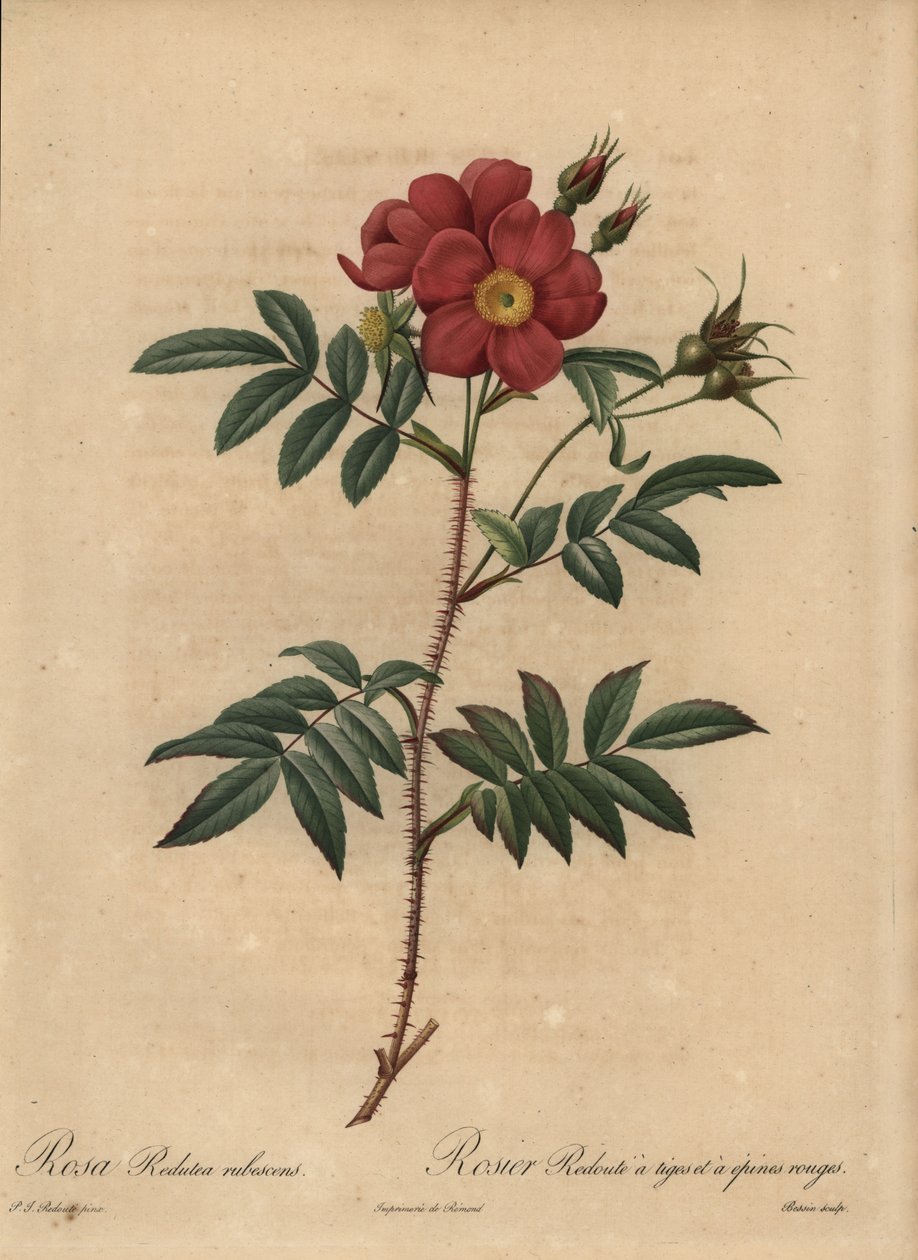 Röd ros, Rosa av Pierre Joseph Redouté