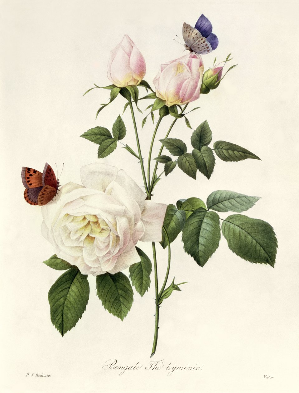 Rosa: Bengale the Hymenes, från 