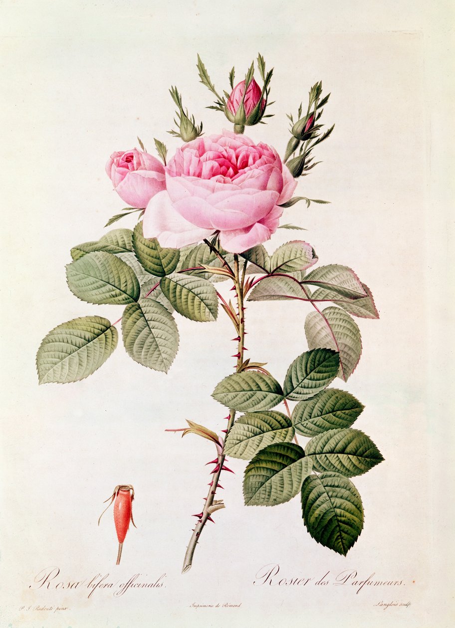 Rosa Bifera Officinalis, från 