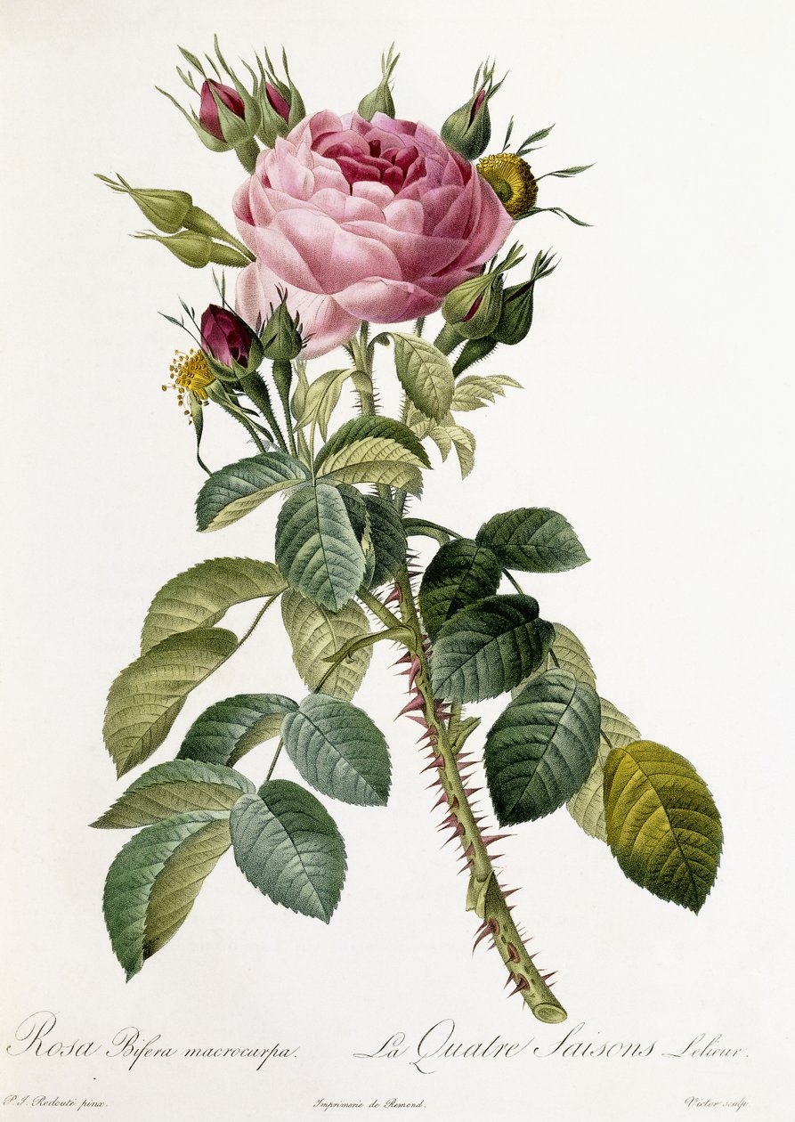 Rosa Bifera macrocarpa, 1817-1824 av Pierre Joseph Redouté
