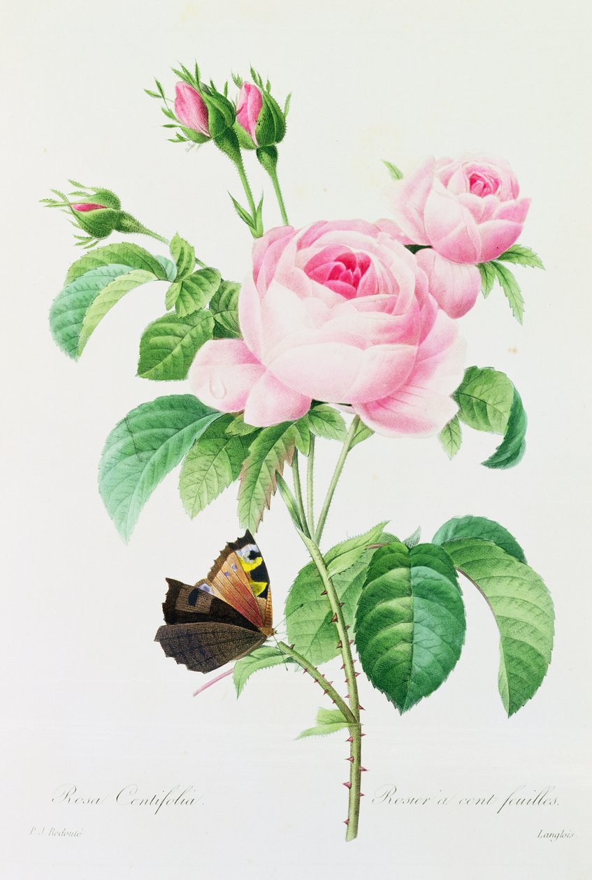 Rosa Centifola (färgad gravyr) av Pierre Joseph Redouté