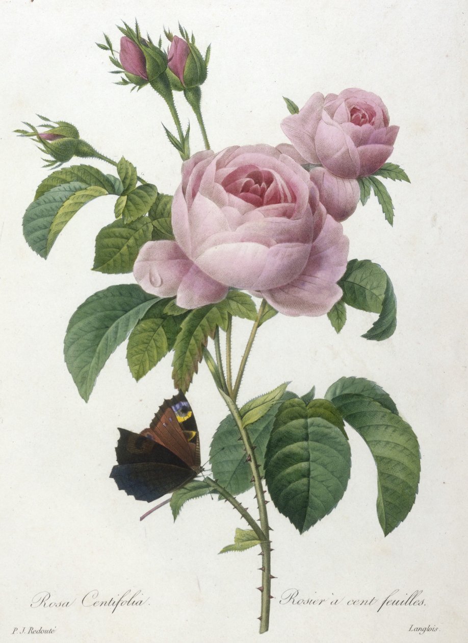 Rosa Centifolia, Rosier a cent-feuilles, från Choice Of The Most Beautiful Flowers and Most Beautiful Fruits, 1827 (handfärgad stipplegravyr) av Pierre Joseph Redouté