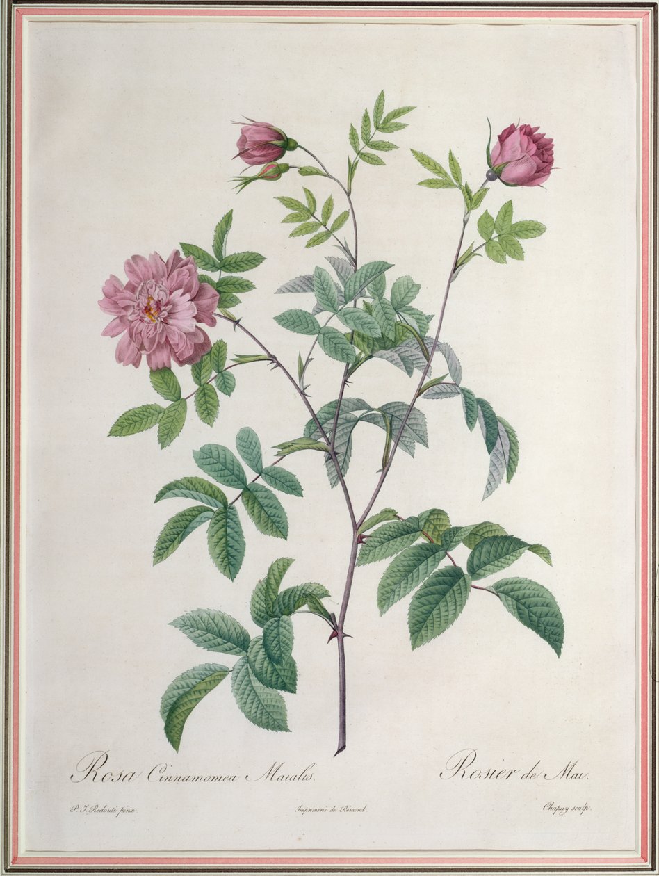 Rosa Cinnamomea Maialis, graverad av Chapuy, utgiven av Remond av Pierre Joseph Redouté