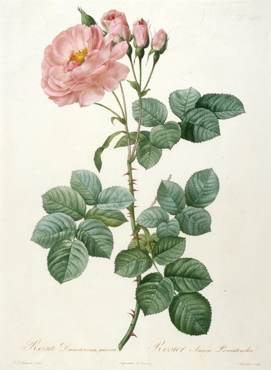 Rosa Damascena aurora, Rosier Aurore Poniatowska Från La Couronne de roses, 1817-1824. av Pierre Joseph Redouté