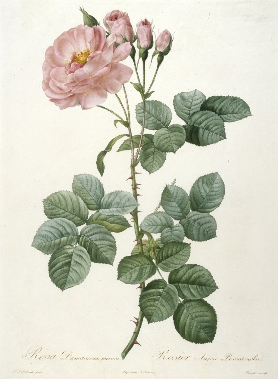 Rosa Damascena aurora, Rosier Aurore Poniatowska, från La Couronne Des Roses, 1817-1824 (handfärgad stipplegravyr) av Pierre Joseph Redouté