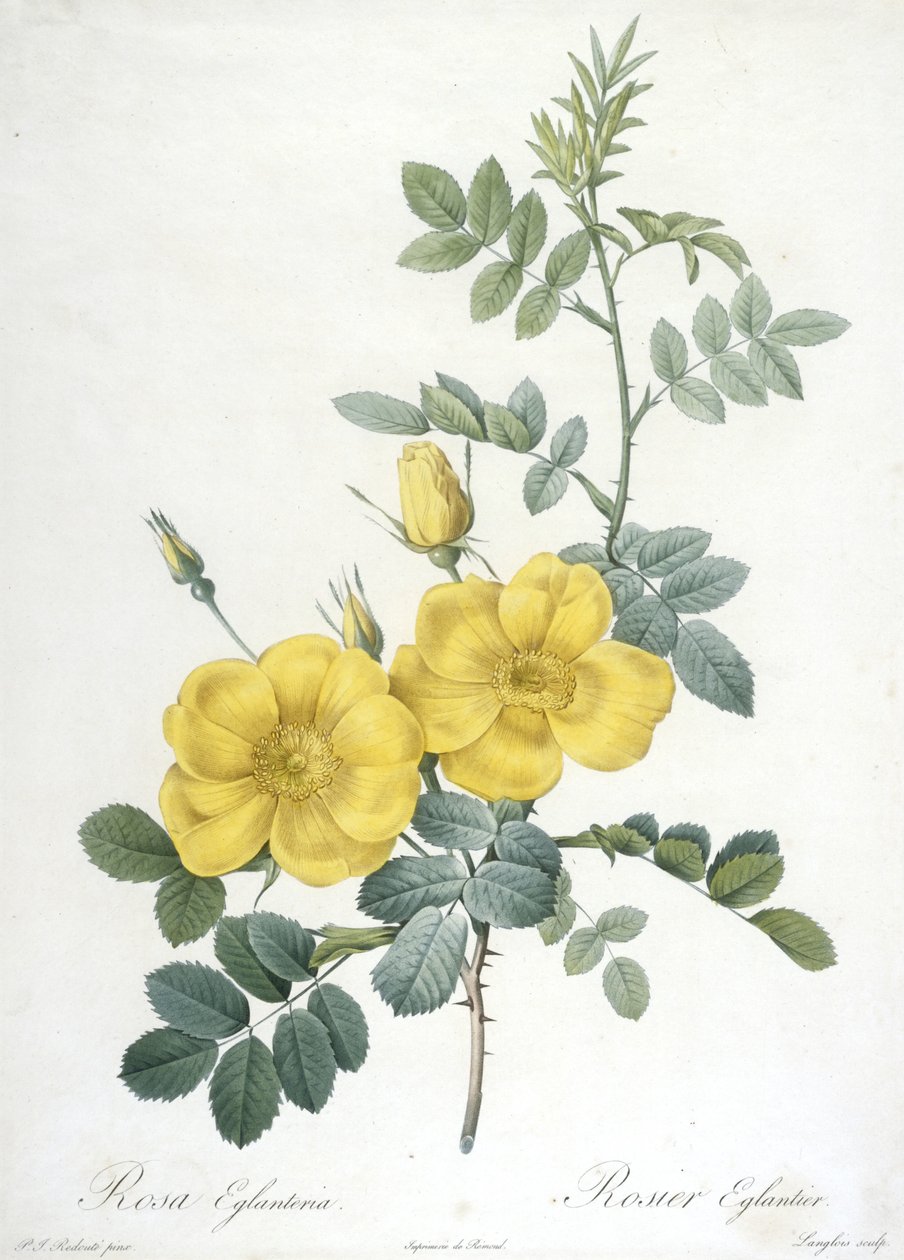 Rosa Eglanteria, Rosier Eglantier, från Les Roses, 1817-24 (handfärgad stipplegravyr) av Pierre Joseph Redouté