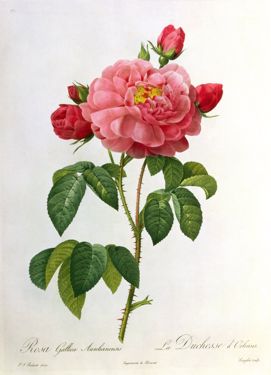 Rosa Gallica Aurelianensis, graverad av Eustache Hyacinthe Langlois (1777-1837) av Pierre Joseph Redouté