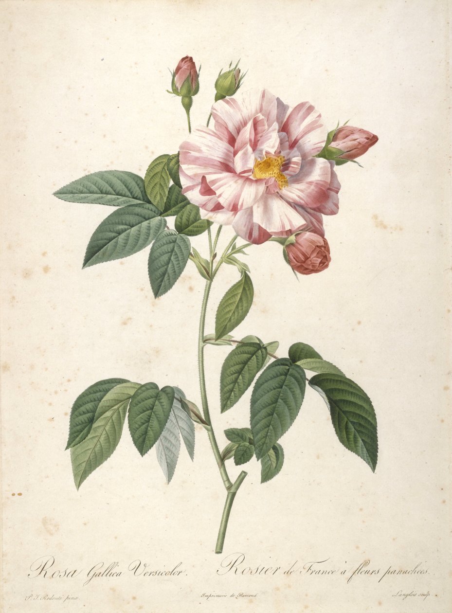 Rosa Gallica Versicolor, Rosier de France a fleurs panachees, från Les Roses, 1817-24 (handfärgad stipplegravyr) av Pierre Joseph Redouté