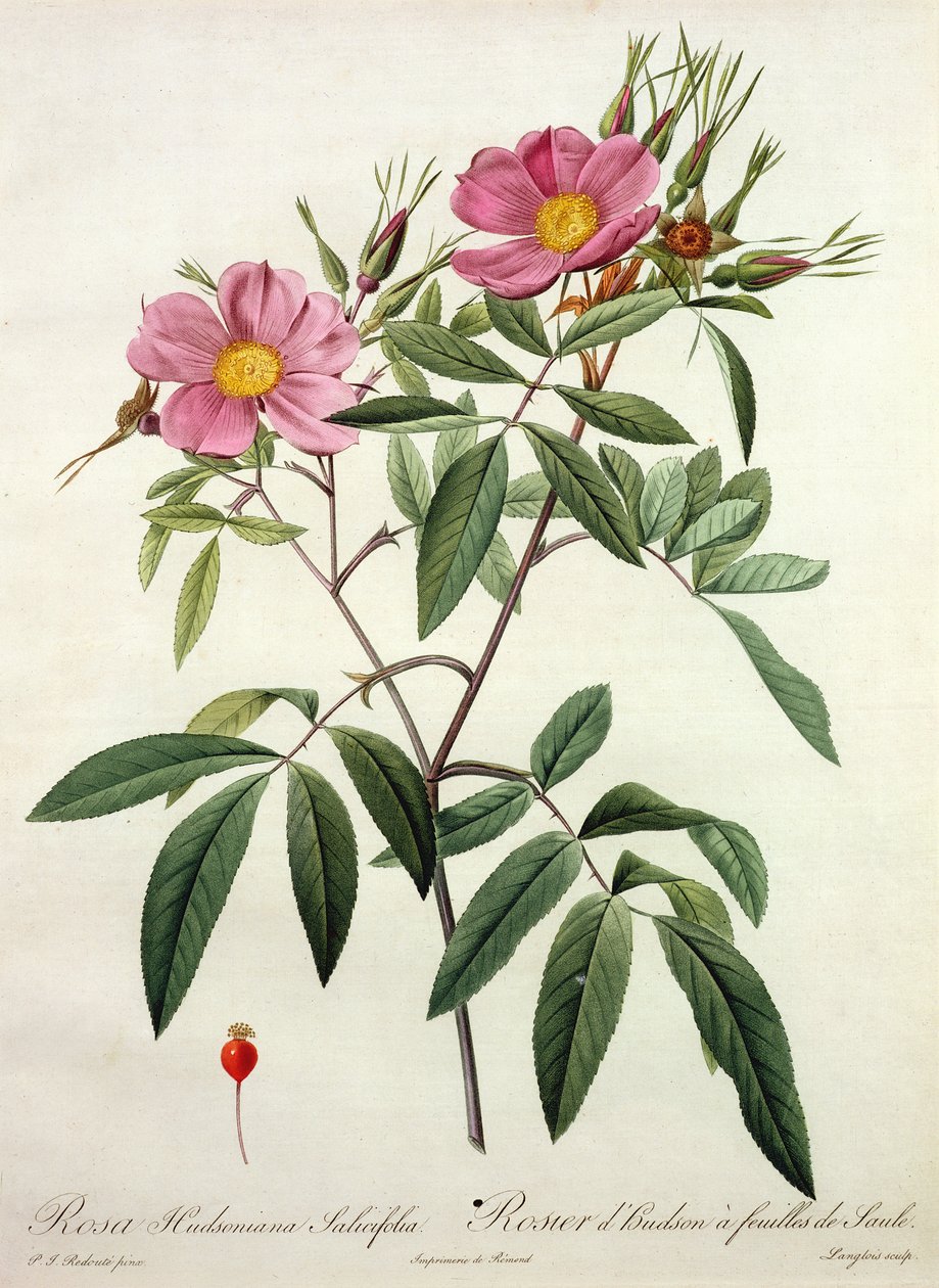 Rosa Hudsoniana Salicifolia, graverad av Langlois, utgiven av Remond av Pierre Joseph Redouté