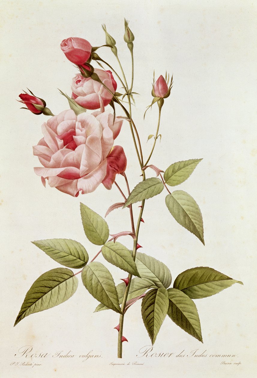 Rosa Indica Vulgaris, från 