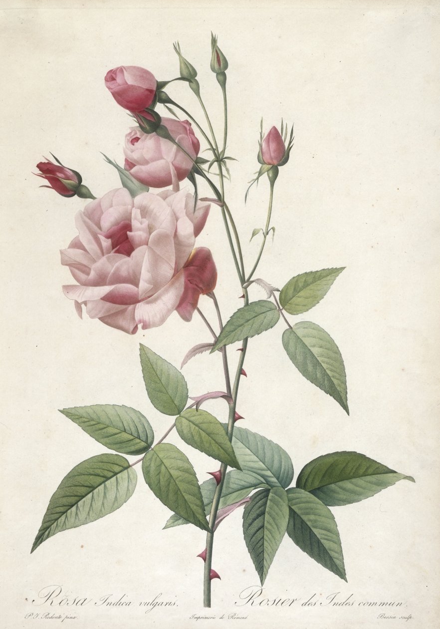Rosa Indica vulgaris, vanlig indisk ros, från Les Roses, 1817-24 (handfärgad stipplegravyr) av Pierre Joseph Redouté