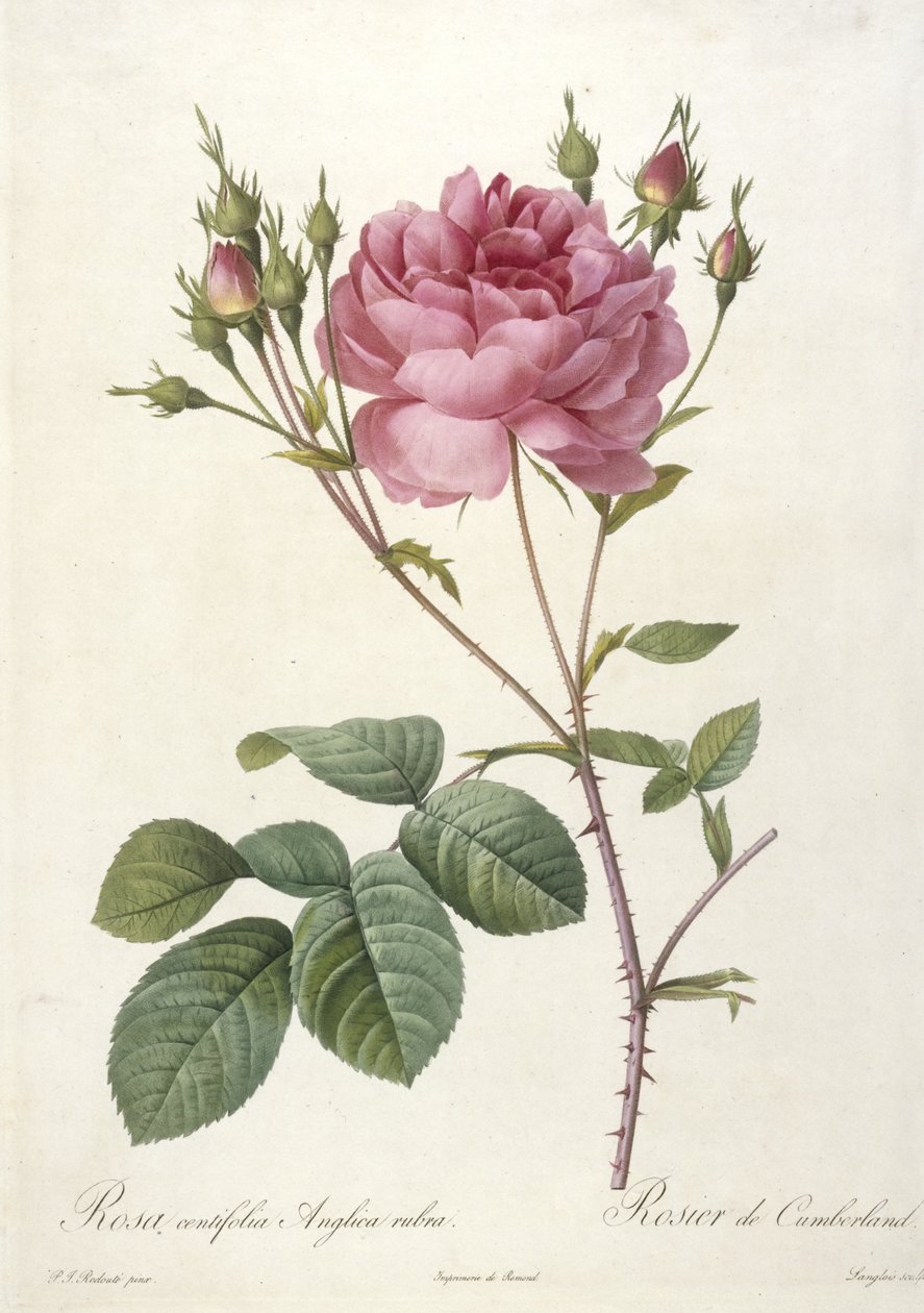 Rosa centifolia Anglica rubra, Rosier de Cumberland, från Les Roses, 1817-24 (handfärgad stipplegravyr) av Pierre Joseph Redouté