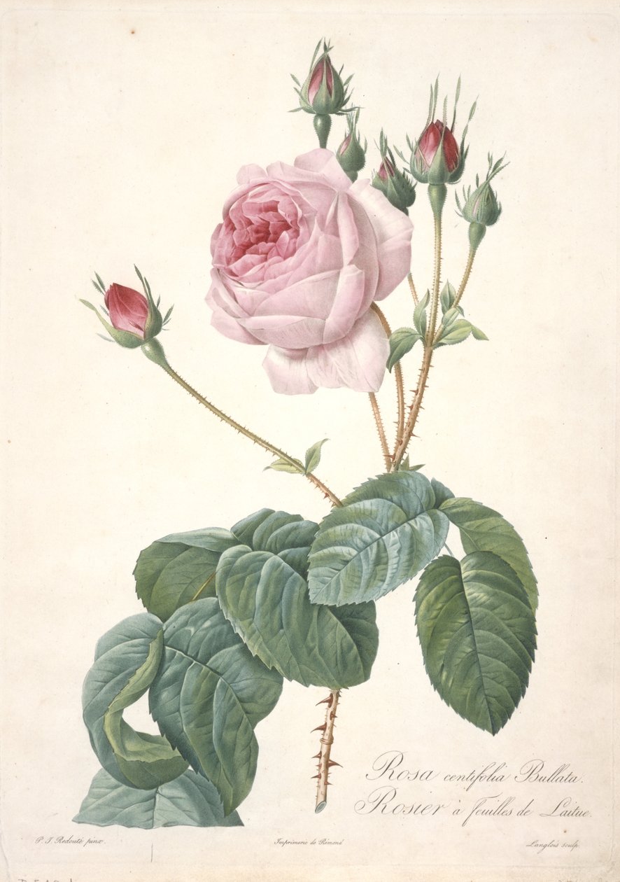 Rosa centifolia Bullata, Rosenbuske med salladsblad, från Les Roses, 1817-24 (handfärgad stipplegravyr) av Pierre Joseph Redouté