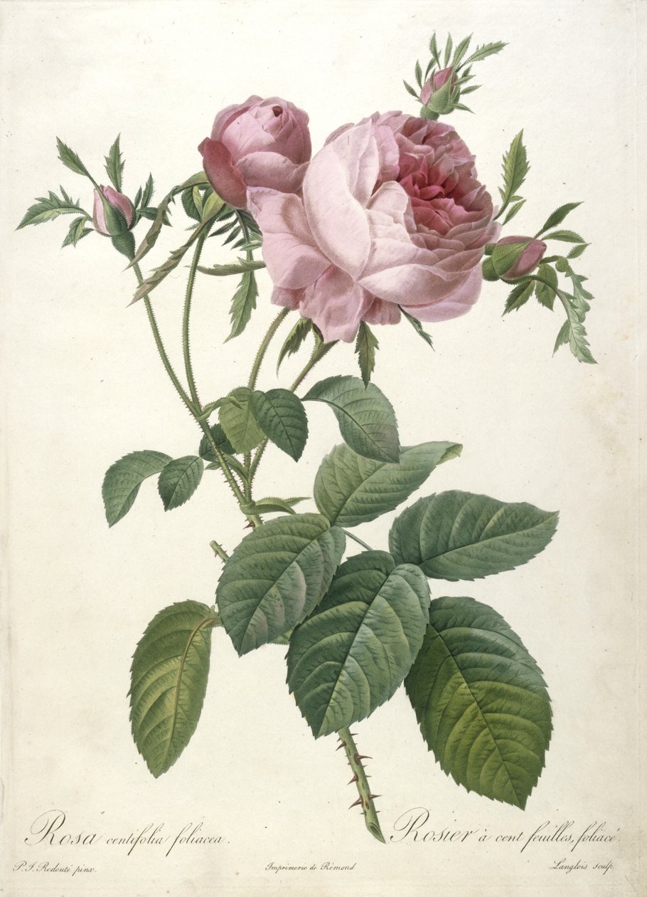 Rosa centifolia foliacea, Rosier a cent feuilles, foliace, från Les Roses, 1817-24 (handfärgad stipplegravyr) av Pierre Joseph Redouté