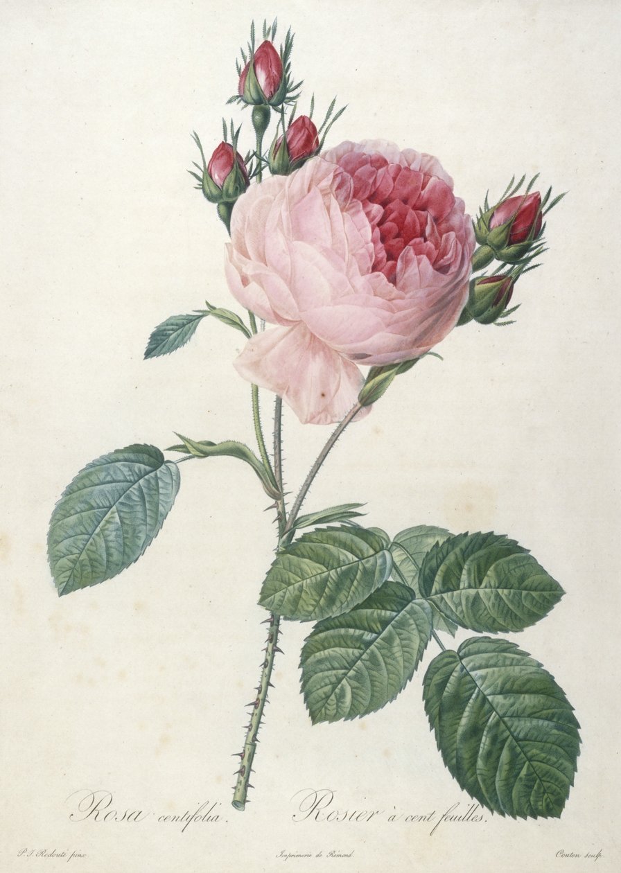 Rosa centifolia, Rosier a cent-feuilles, från Les Roses, 1817-24 (handfärgad stipplegravyr) av Pierre Joseph Redouté