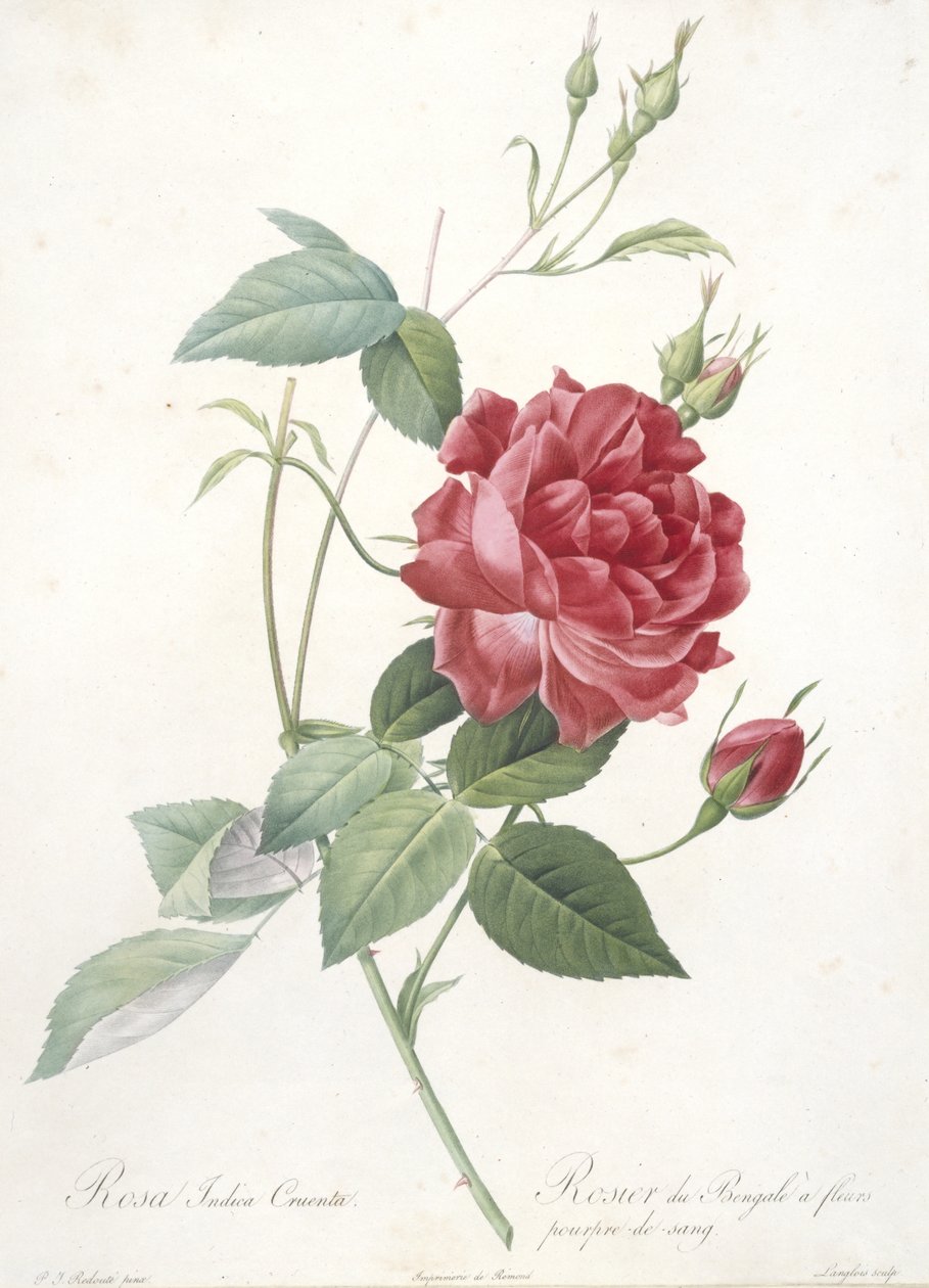 Rosa indica cruenta, Bengalrosa med blodlila blommor, från Les Roses, 1817-24 (handfärgad stipplegravyr) av Pierre Joseph Redouté