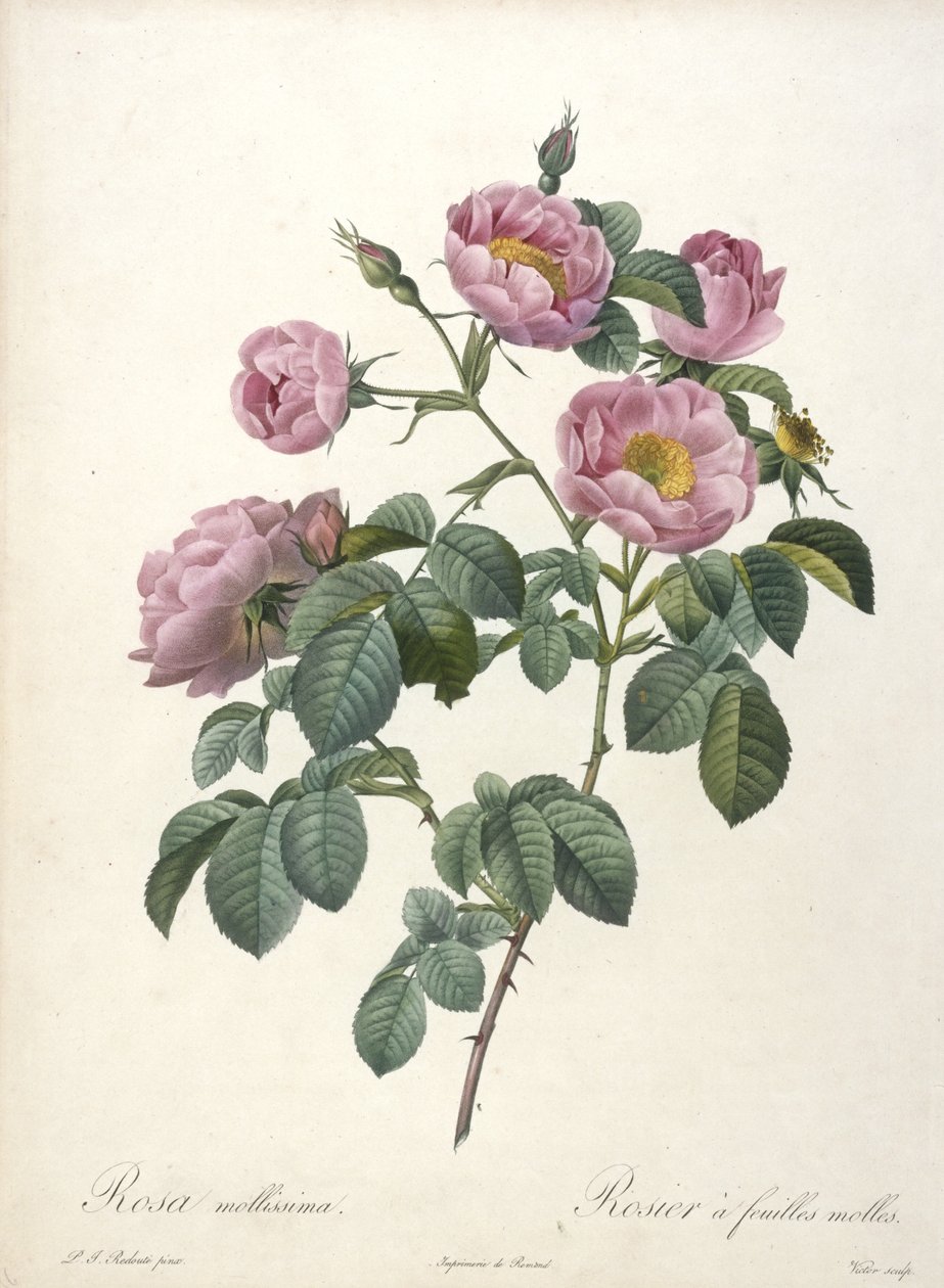 Rosa mollissima, Mjuk ros, från Les Roses, 1817-24 (handfärgad sticklinggravyr) av Pierre Joseph Redouté