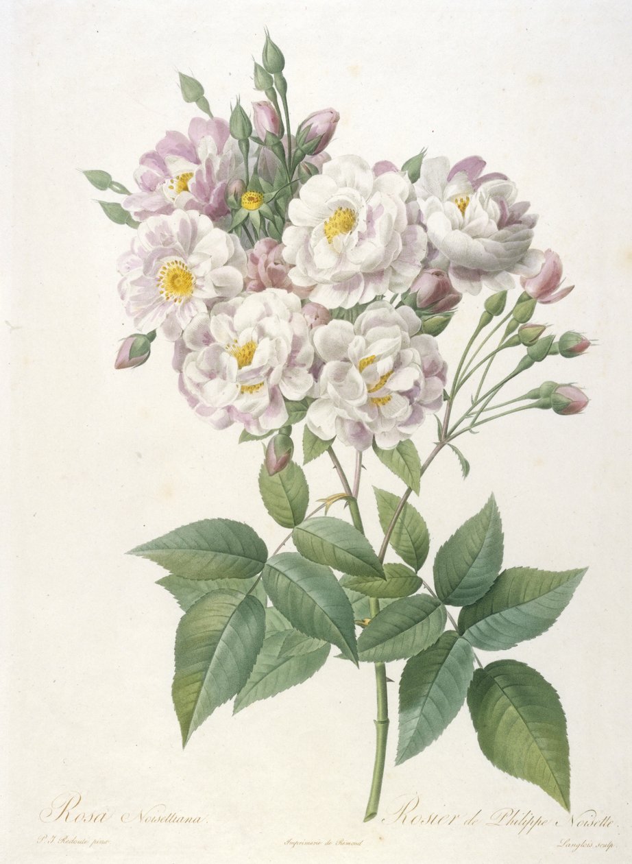 Rosa noisettiana, Rosier de Philippe de Noisette, från La Couronne des Roses, 1817-24 (handfärgad sticklinggravyr) av Pierre Joseph Redouté