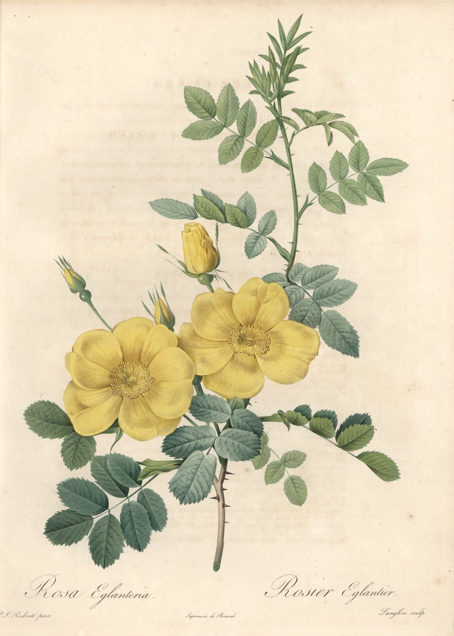 Rosa rubigineux med gula rosor (Rosa rubiginosa) - Eau forte de Langlois, baserad på en illustration av Pierre Joseph Redoute (1759-1840), från Les Roses av Pierre Joseph Redouté