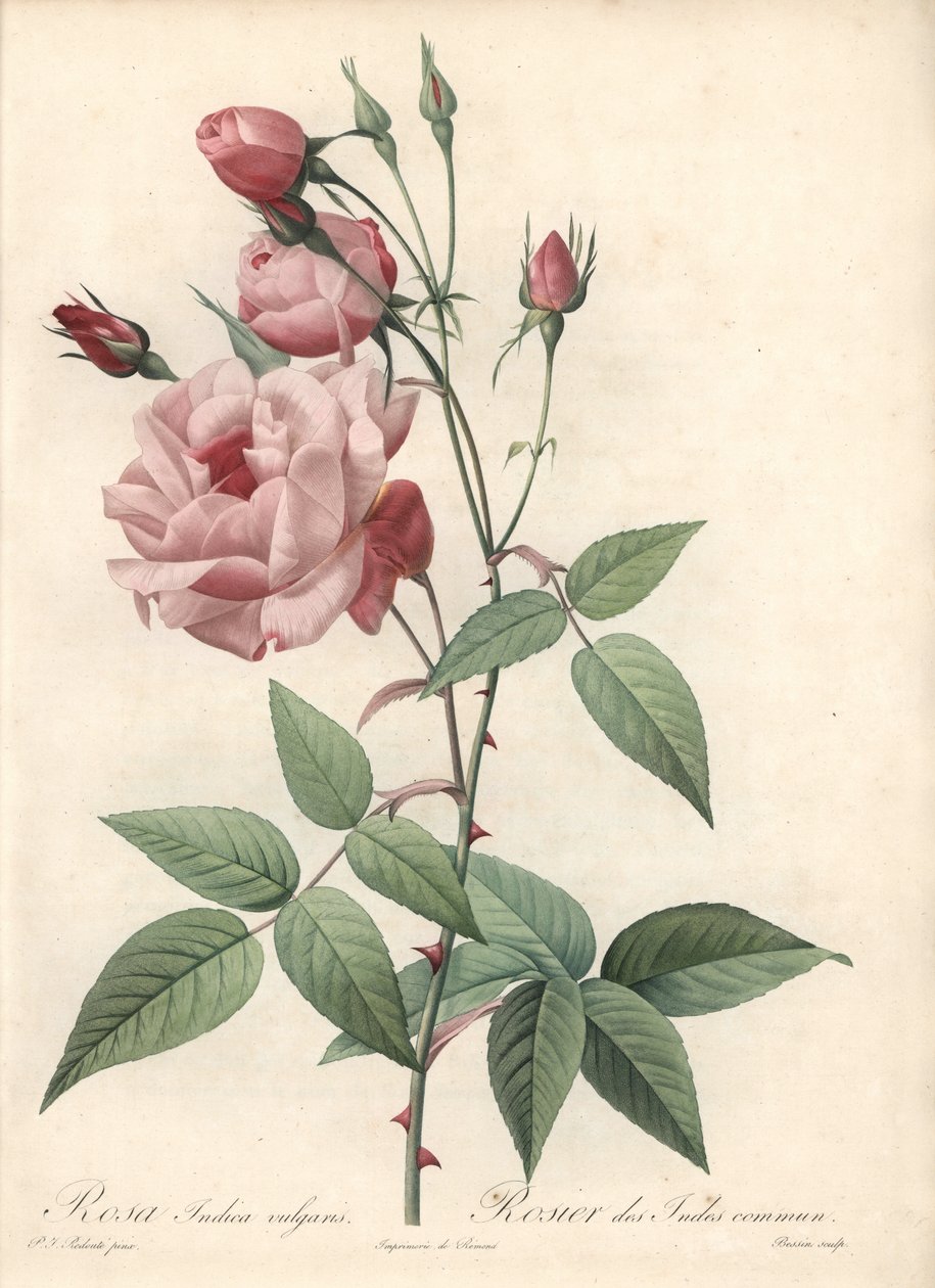 Rose Bengal Rose - Eau forte de Bessin, baserad på en illustration av Pierre Joseph Redoute (1759-1840), från Les Roses av Pierre Joseph Redouté