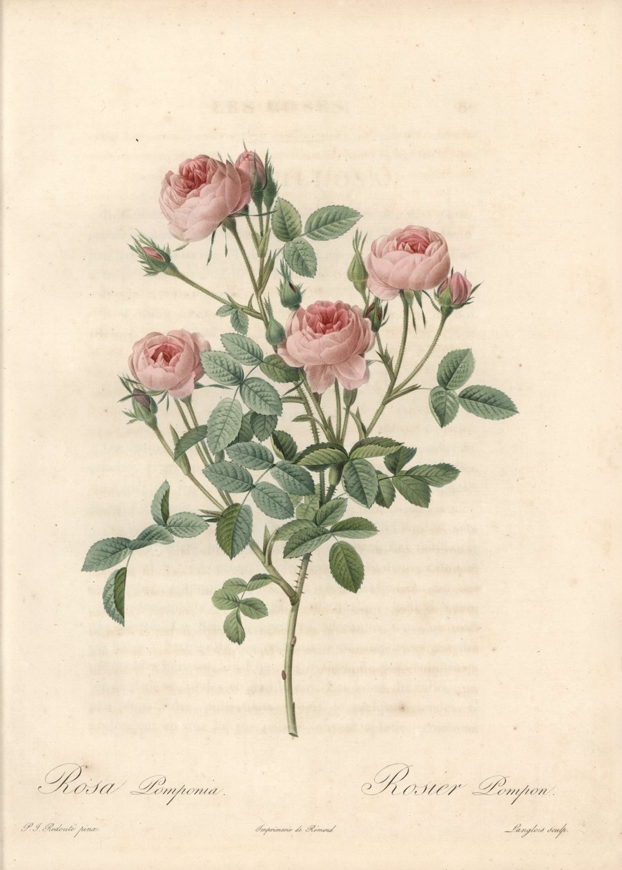 Rose de Meaux med rosa blommor - Etsning av Langlois, baserad på en illustration av Pierre Joseph Redoute (1759-1840), från Les Roses av Pierre-Joseph Redouté