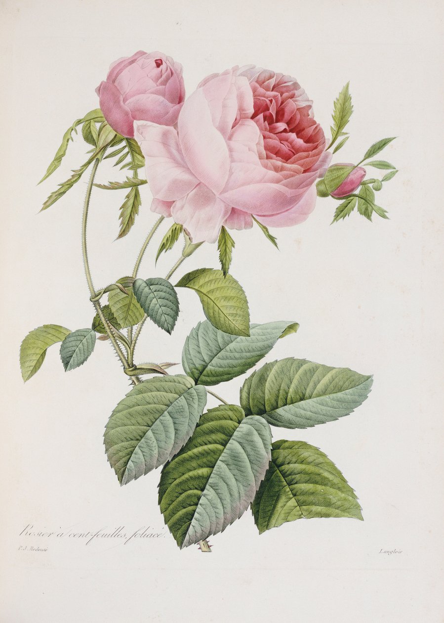 Rose, graverad av Eustache Hyacinthe Langlois av Pierre Joseph Redouté