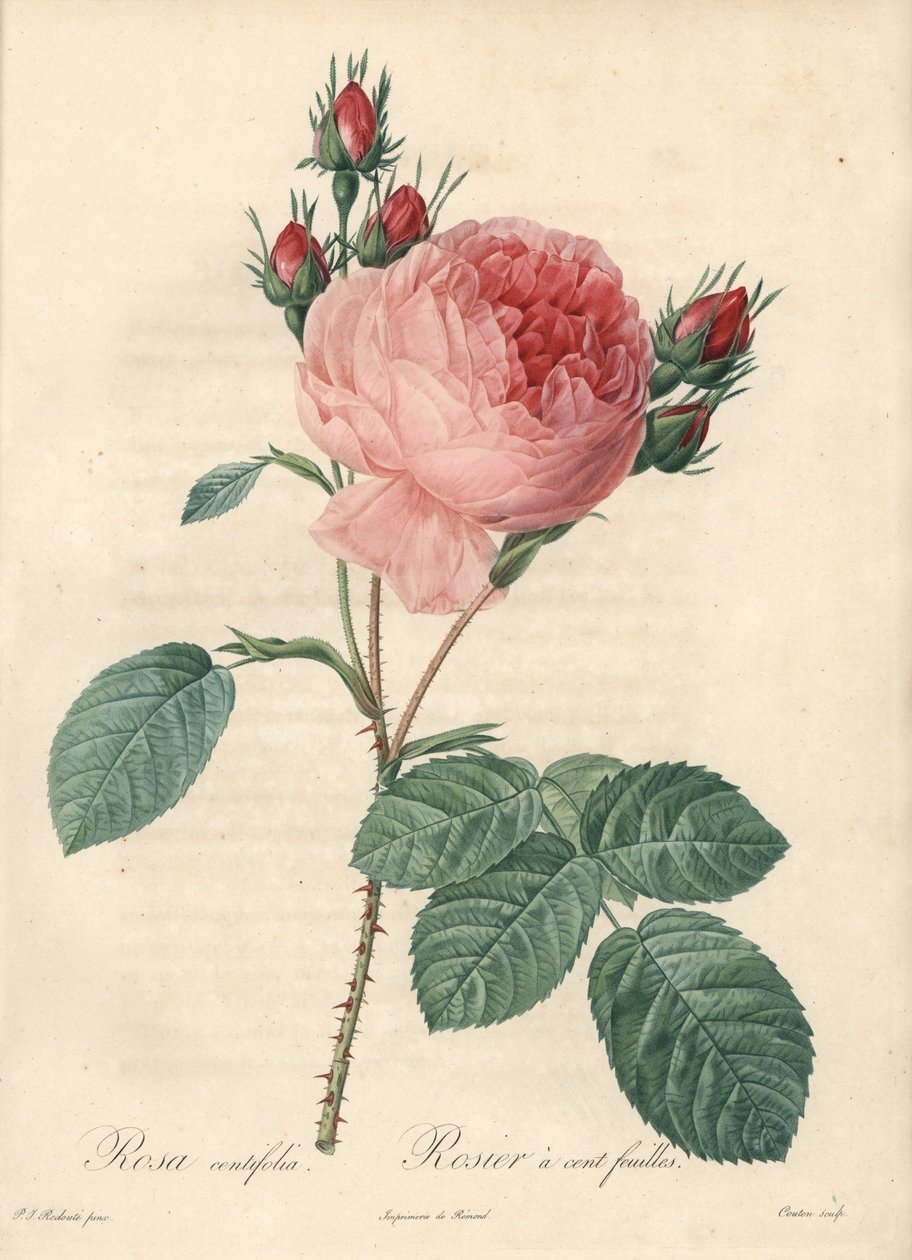 Rose hundra blad (ett hundra blad) - Eau forte av Charlin, baserad på en illustration av Pierre Joseph Redoute (1759-1840), från Les Roses av Pierre Joseph Redouté