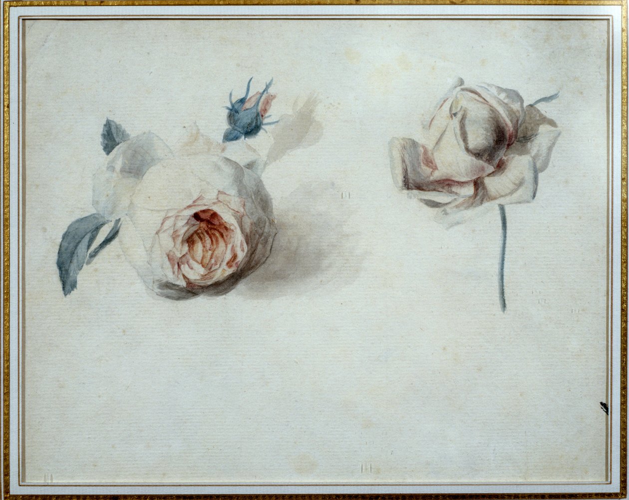 Rose studie Akvarell av Pierre Joseph Redoute (1759-1840) Malmaison från 1800-talet, slottsmuseum. av Pierre Joseph Redouté