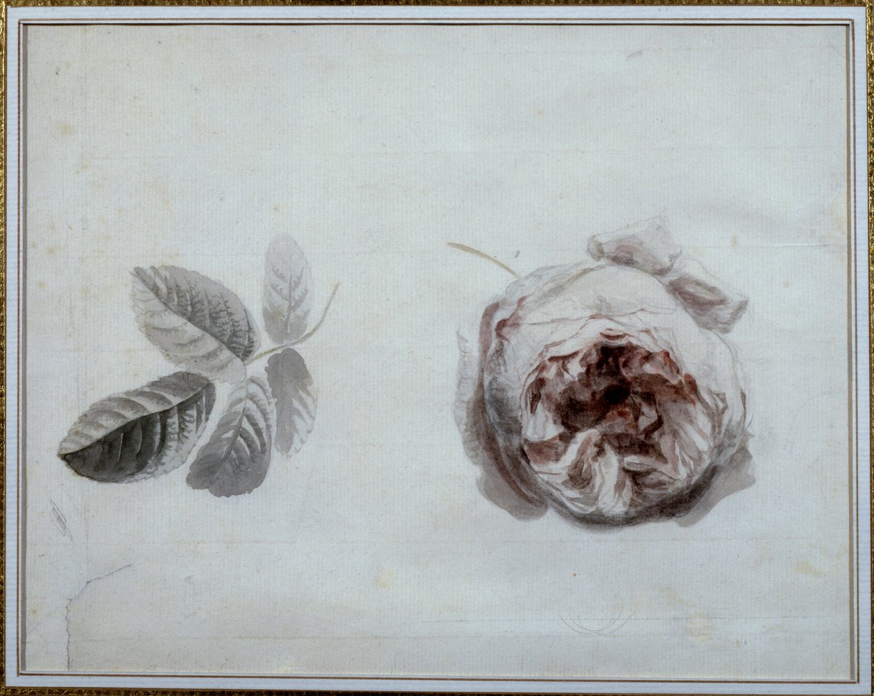 Rose studie Akvarell av Pierre Joseph Redoute (1759-1840) Malmaison från 1800-talet, slottsmuseum. av Pierre Joseph Redouté