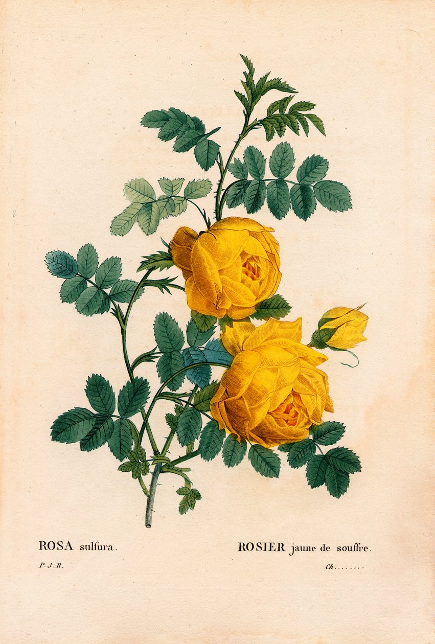 Rosa svavel, Rosa hemisphaerica, Gulrosa svavel. Handfärgad kopparsticksgravyr från Pierre Joseph Redoutes "" Les Roses,"" Paris av Pierre Joseph Redouté