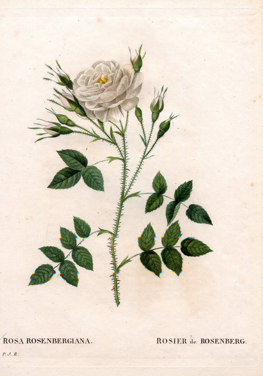 Rosenbergs ros, Rosa francofurtana sort, Rosier de Rosenberg. Handfärgad kopparsticksgravyr från Pierre Joseph Redoutes "" Les Roses,"" Paris av Pierre Joseph Redouté
