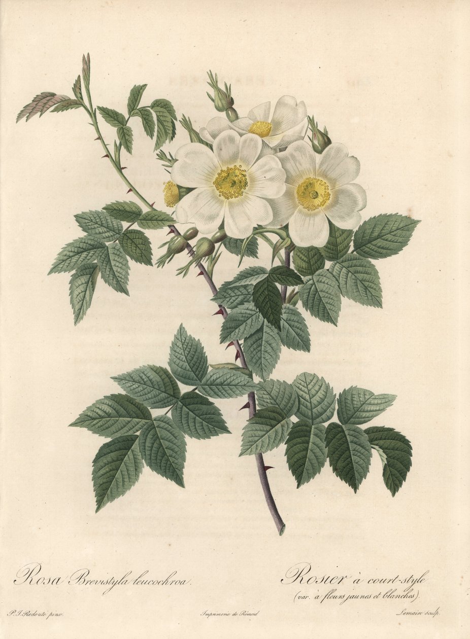 Rosier en kort stil, variant med gula och vita blommor - Eau forte av Langlois Charlin, från en illustration av Pierre Joseph Redoute (1759-1840), utdrag från Les Roses av Pierre Joseph Redouté