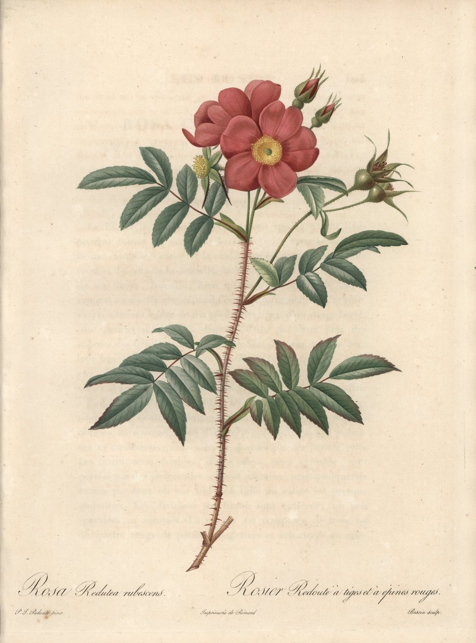 Brilliant Rose - Eau forte de Bessin, baserad på en illustration av Pierre Joseph Redoute (1759-1840), från Les Roses av Pierre Joseph Redouté
