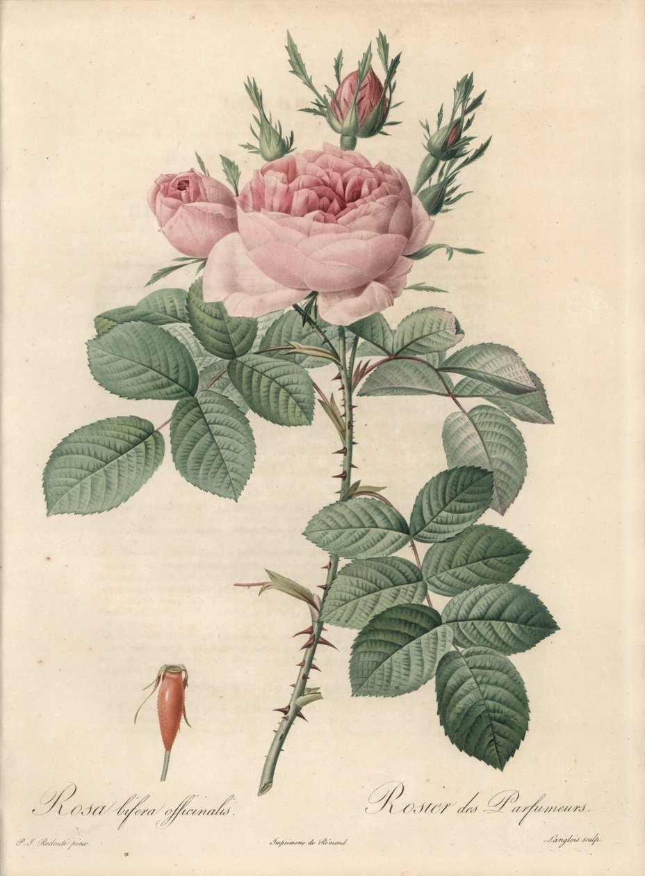 Damascus Rose - Eau forte de Langlois, baserad på en illustration av Pierre Joseph Redoute (1759-1840), från Les Roses av Pierre Joseph Redouté