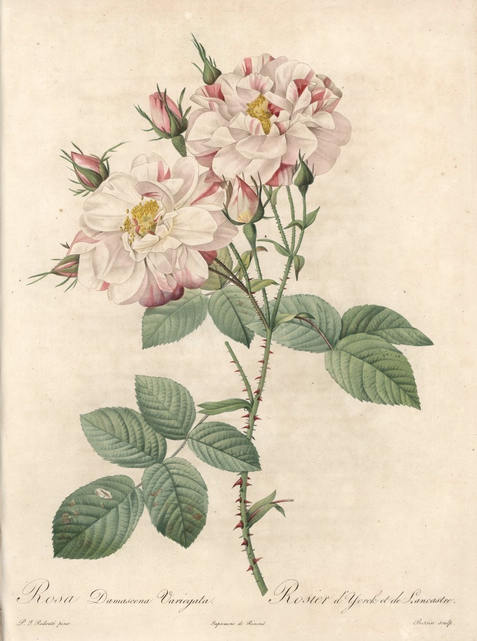 Damaskusros, York och Lancaster - Etsning av Bessin, från en illustration av Pierre Joseph Redoute (1759-1840), från Les Roses av Pierre Joseph Redouté