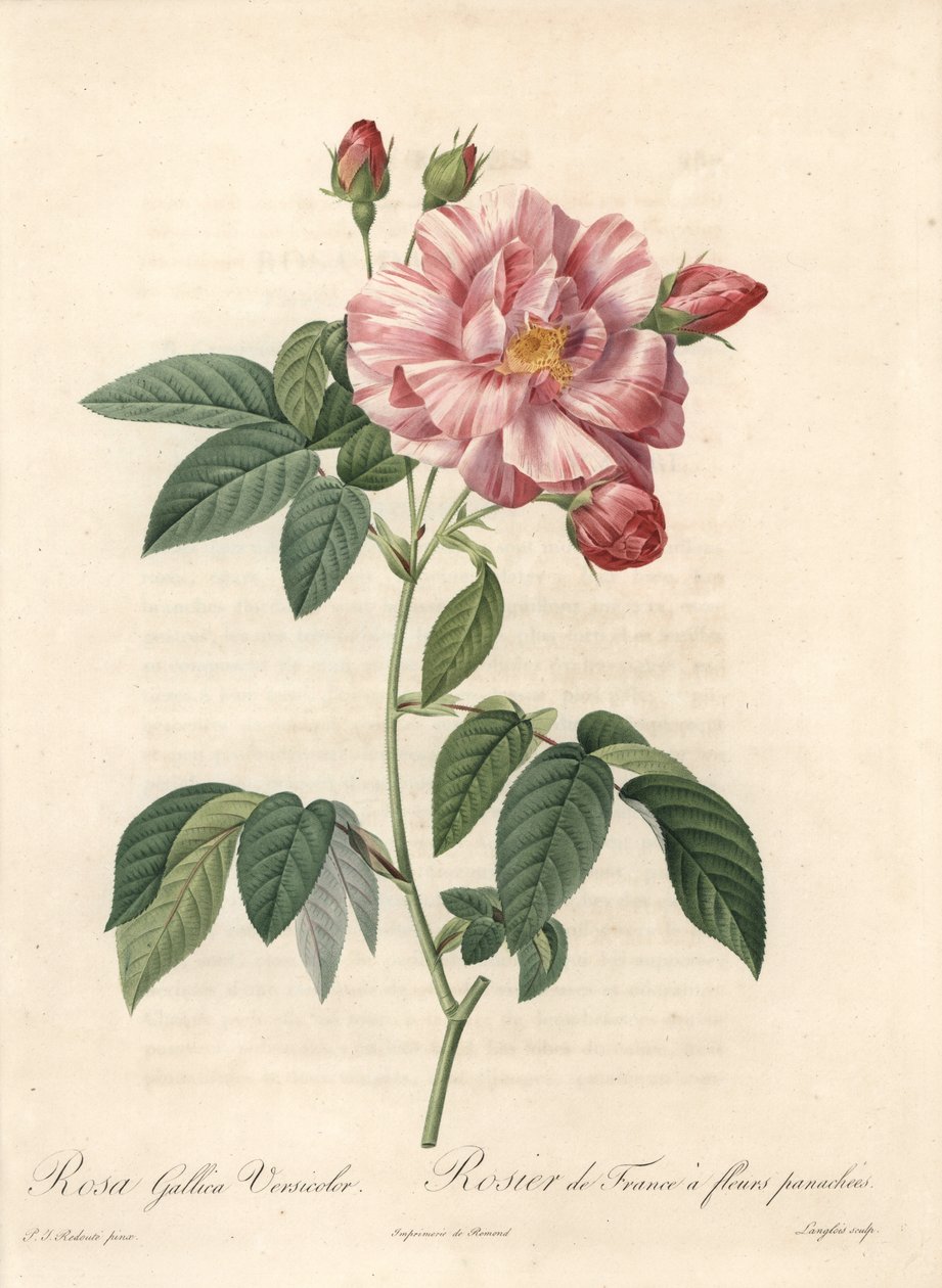 Rose of France eller Rose of Provins, sort versicolor - Etsning av Langlois, från en illustration av Pierre Joseph Redoute (1759-1840), utdrag från Les Roses av Pierre Joseph Redouté