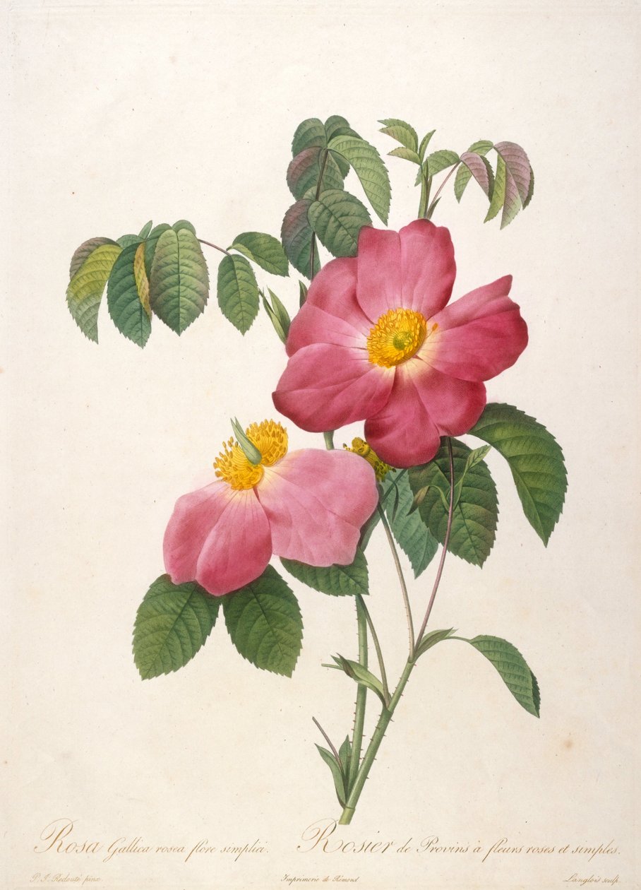 Rosenbuske från Provinsi från La Couronne de roses, 1817-1824. av Pierre Joseph Redouté