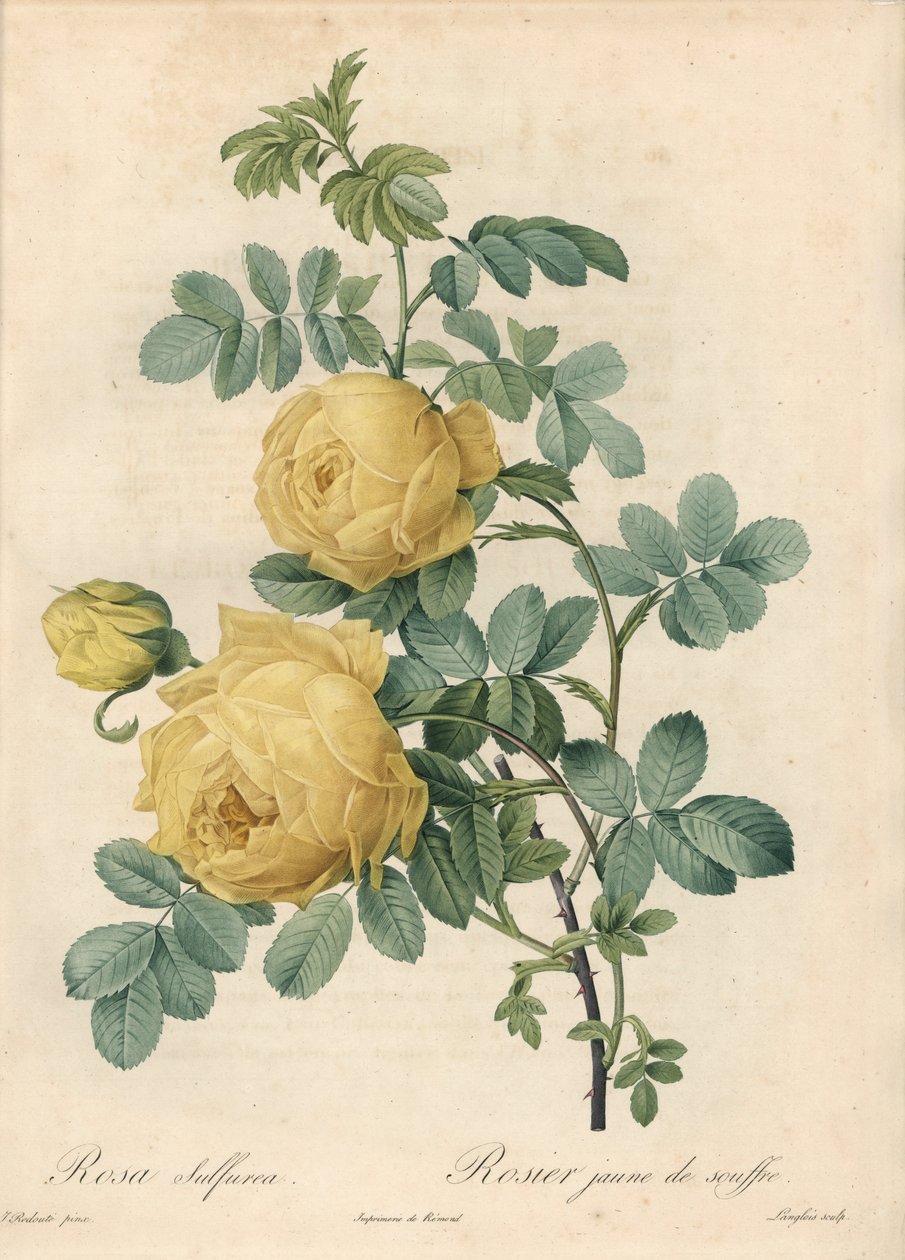 Rosier des Turks - Eau forte de Langlois, baserad på en illustration av Pierre Joseph Redoute (1759-1840), från Les Roses av Pierre Joseph Redouté