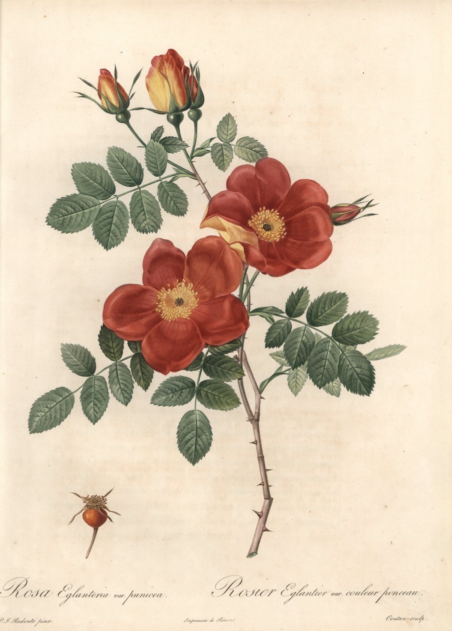 Rosier fetide eller torn från Österrike - Eau forte de Coutan, baserad på en illustration av Pierre Joseph Redoute (1759-1840), från Les Roses av Pierre Joseph Redouté