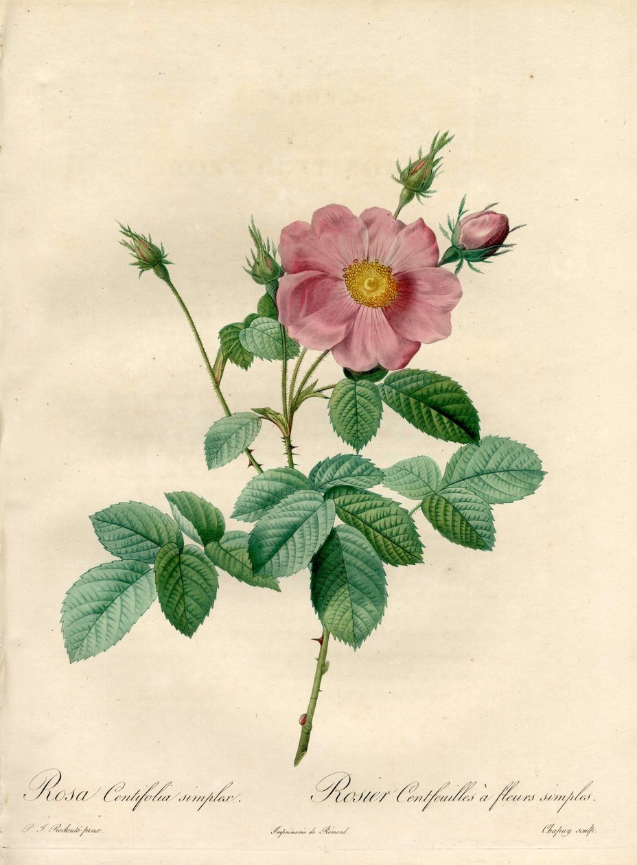 Rosier hundra blad med enkla blommor - Eau forte de Chapuy, från en illustration av Pierre Joseph Redoute (1759-1840), från Les Roses av Pierre Joseph Redouté