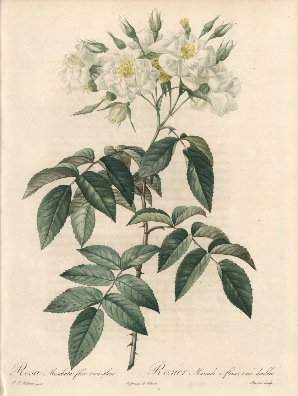 Myskros, med dubbla blommor - Etsning av Charlin, från en illustration av Pierre Joseph Redoute (1759-1840), utdrag ur Les Roses av Pierre Joseph Redouté