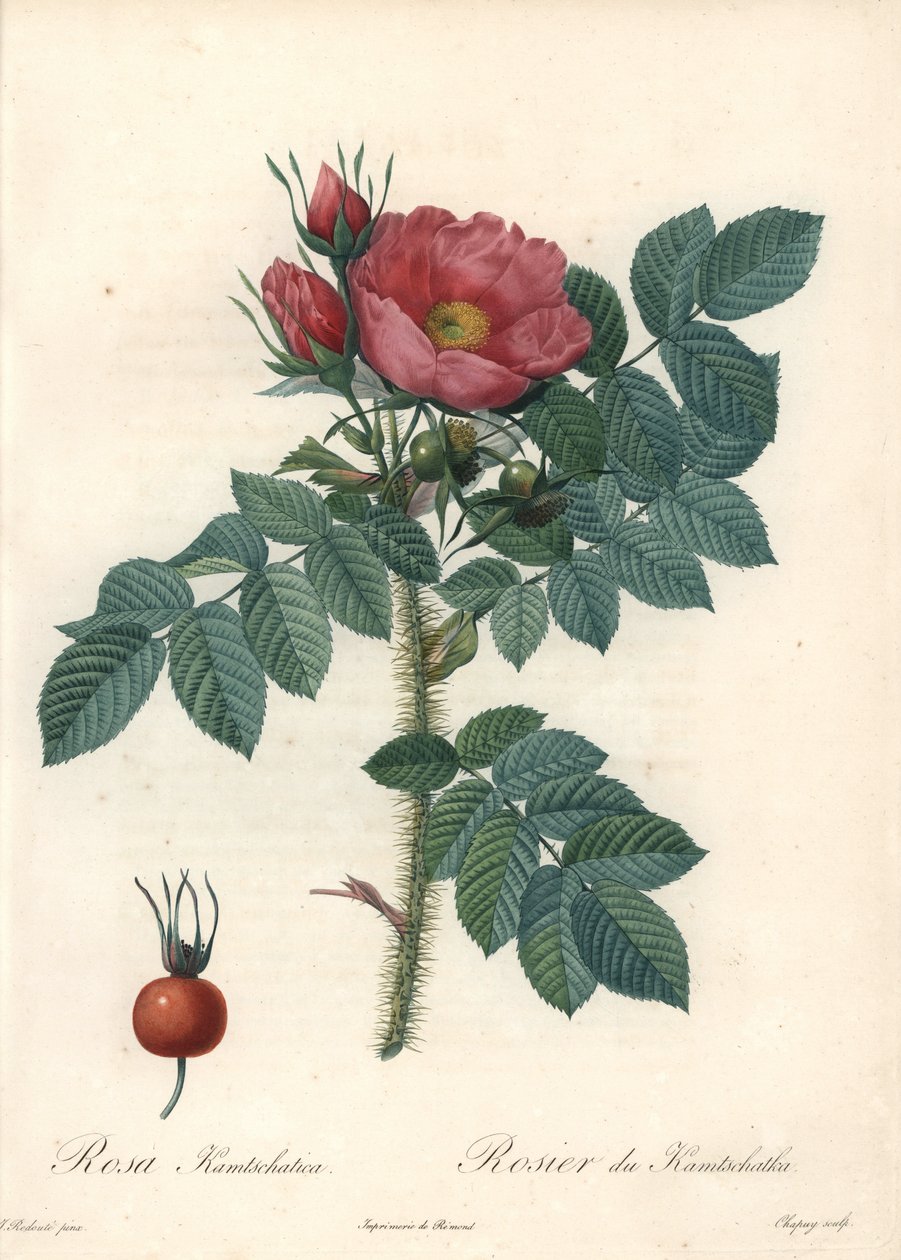 Rough rose eller Kamchatka rose - Eau forte de Chapuy, från en illustration av Pierre Joseph Redoute (1759-1840), från Les Roses av Pierre Joseph Redouté