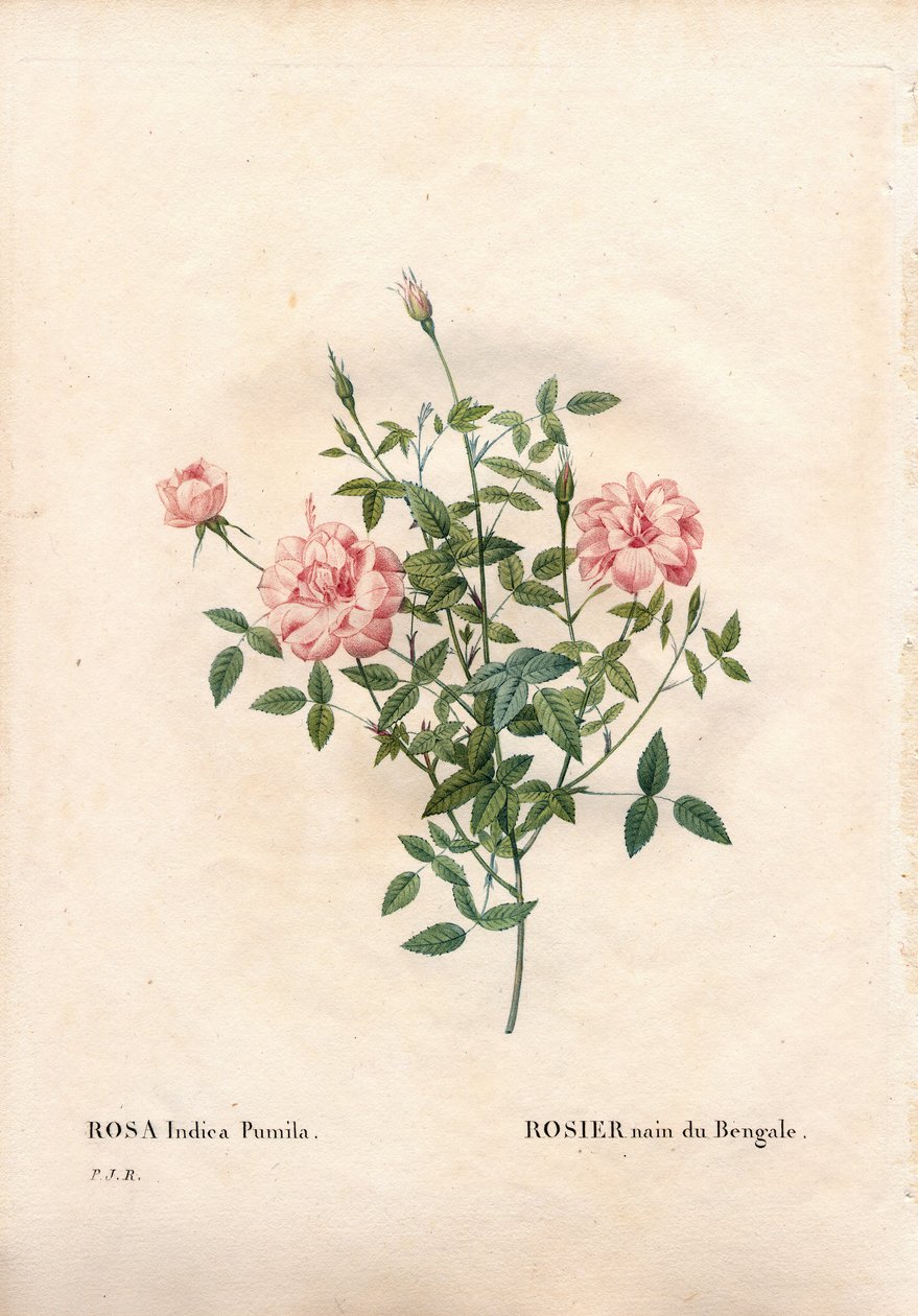 Rouletii ros, Rosa chinensis var. minima Rouletii, bengalisk dvärgros. Handfärgad kopparsticksgravyr från Pierre Joseph Redoutes "" Les Roses,"" Paris av Pierre Joseph Redouté