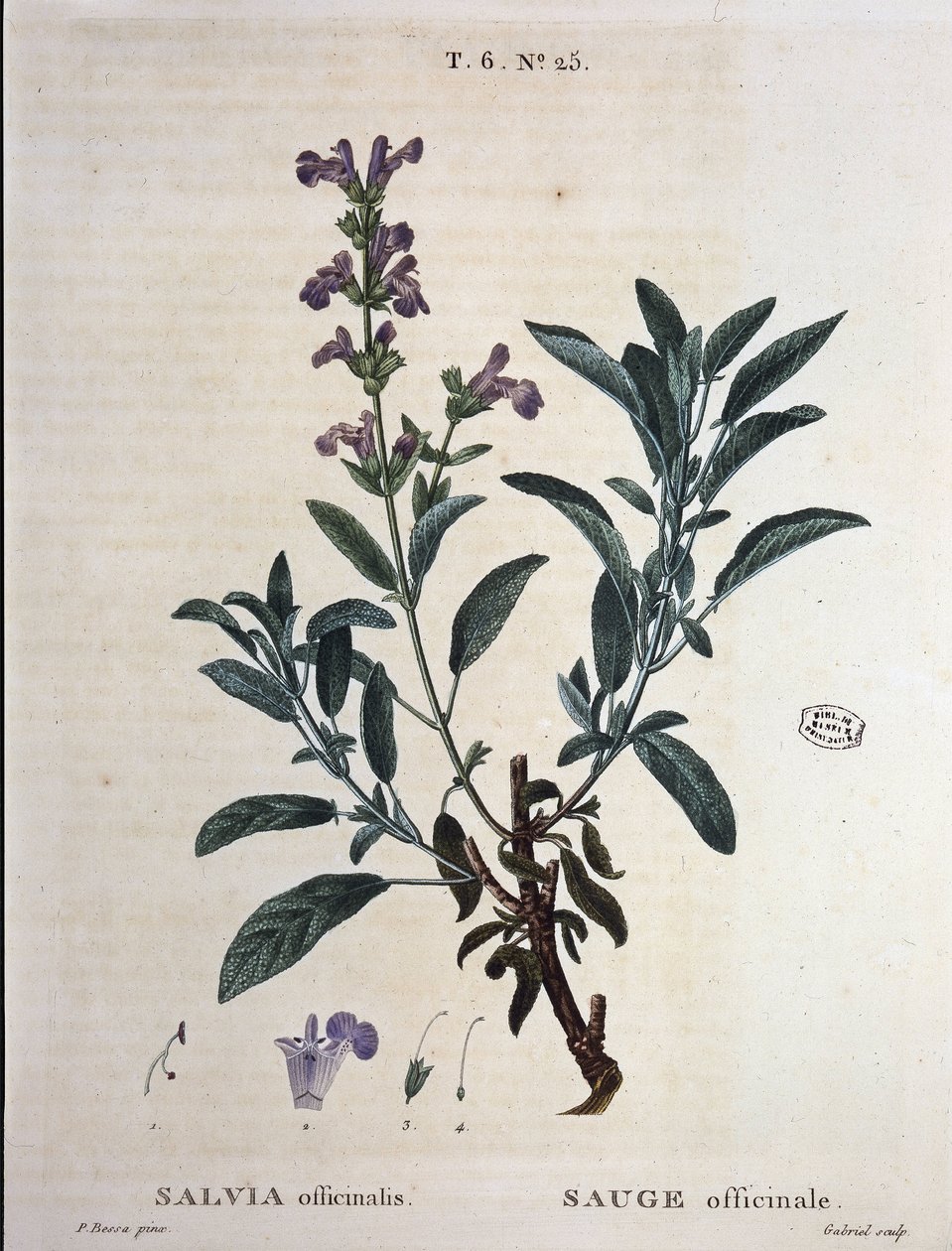 Sage officinalis - i "" New Duhamel eller avhandling om träd och buskar som längtar efter i Frankrike", teckningar av P.J. Redouté och P. Bessa, Paris av Pierre Joseph Redouté