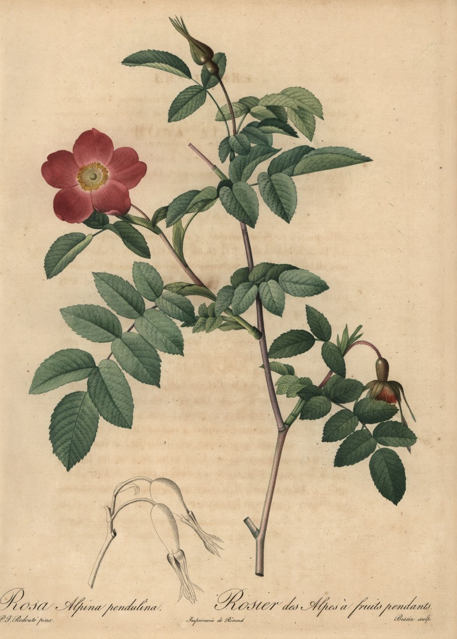 Scharlakansröd alpin ros, Rosa pendulina av Pierre Joseph Redouté