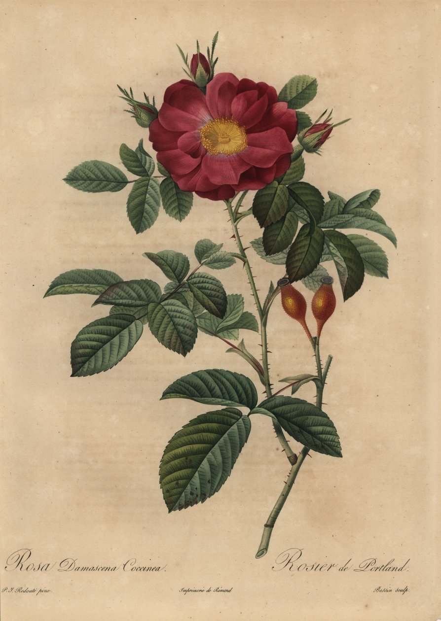 Scharlakansröd damastros, Rosa damascena av Pierre Joseph Redouté