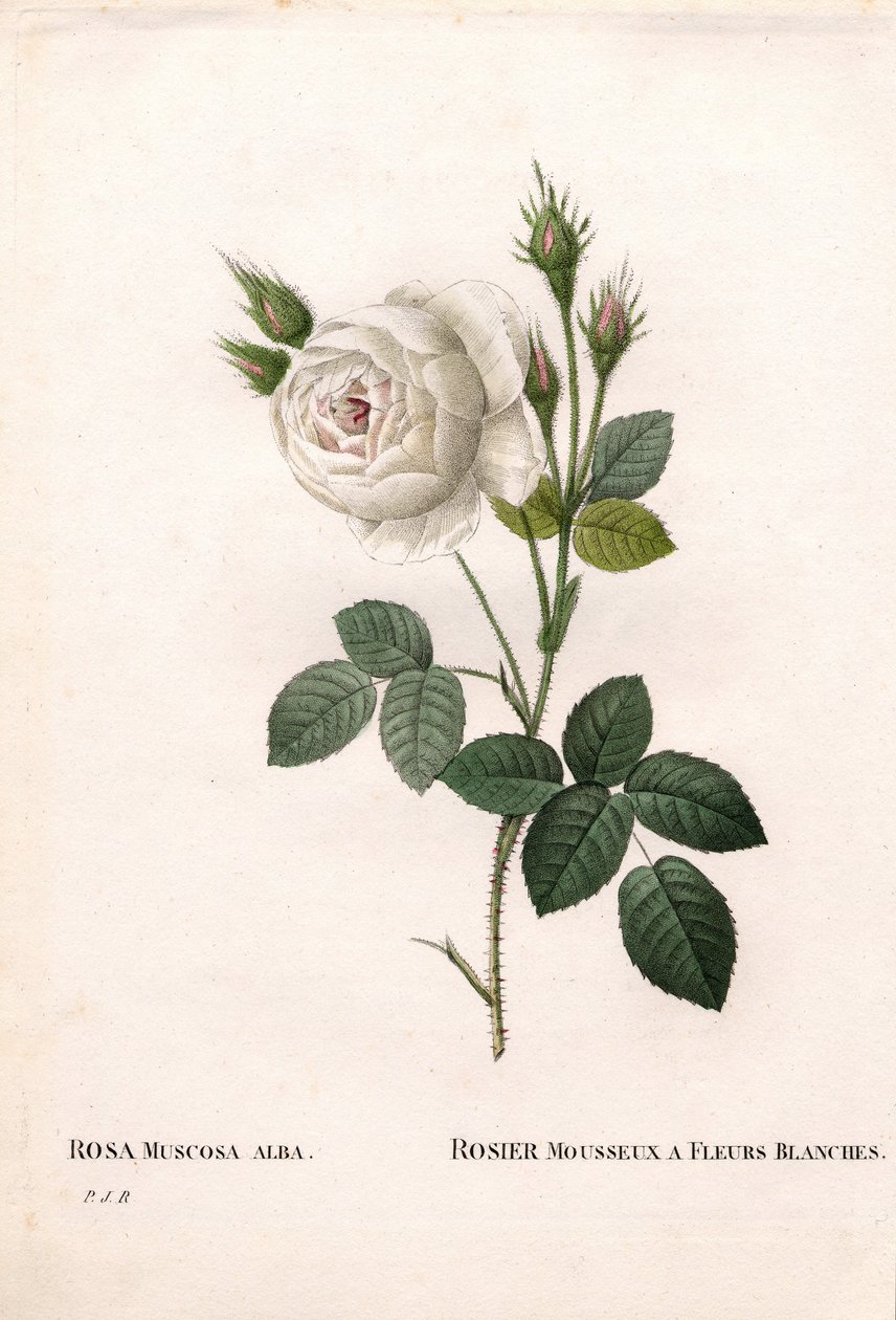 Shailers vita mossros, Rosa centifolia var. alba-muscosa, Mousserande ros med vita blommor. Handfärgad kopparsticksgravyr från Pierre Joseph Redoutes "" Les Roses,"" Paris av Pierre Joseph Redouté